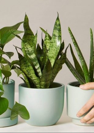 Indoor Plants