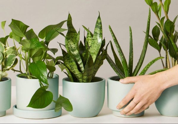 Indoor Plants